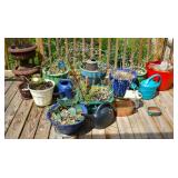 Planters & Pots, Cactus