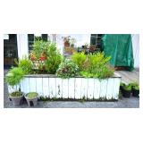 Bid to Dig - Planter Box Plants