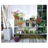 Wooden Plant Shelf w/ Plants & Tree Branch Rods