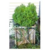 Boxwood Bush in Planter Box - Mostly Selling Plant