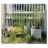 Real Rose Bush, Planter, Mulch ++