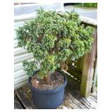 Evergreen Plant - Blue Star Juniper?