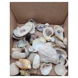 Mix Lot Of Seashells & Some Rocks