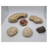 Collection Of Rocks & Minerals Ammonite Fossils,