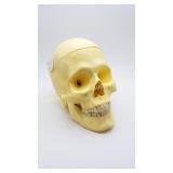 Vintage School Teachers Skull Model Plastic