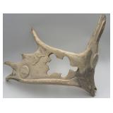 Carved Antler Decor Piece (21ï¿½)