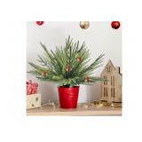 NEW $70 Norfolk Pine Stem Artificial