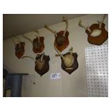 8 deer horn mount plaques