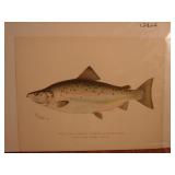 S.F. Denton Fish Print. Land Locked Salmon.