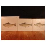 Lot of 3 S.F.  Denton Fish Prints.