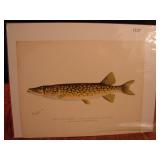 S.F. Denton Fish Print. The Pickerel.