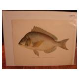 S.F Denton fish print..  Porgy