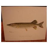S.F. Denton Fish Print. The Pike.