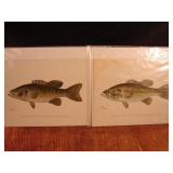 Lot of 2 S.F. Denton Fish Prints.