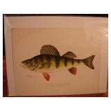 S.F Denton Fish Print. Yellow Perch.