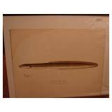 S.F. Denton Fish Print. Common eel.