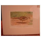 Vintage bird print. Believe it to be R.L Ridgway.