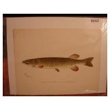 S.F. Denton Fish Print. Banded Pickerel.