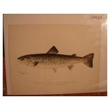 S.F. Denton Fish Print. Female Land Locked Salmon