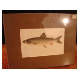 SF Denton Fish print.  Lake Trout.