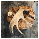Hand woven basket with Moose Antler handle