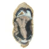 Blue Forrest Petrified Wood & Stone Slab