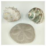 Puffy Sand Dollar Fossil and Seashells