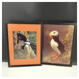 Framed Puffin Photography Prints