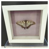 Swallow Tail Butterfly in Small Shadow Box