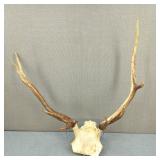 4-Point Deer Antlers