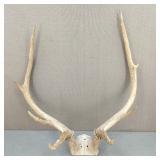 4-Point Elk Antlers
