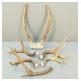 2 Point-3 Pont Deer Antlers & 1 Elk Antler