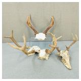 2 Point-3 Point Deer Antlers w/ Partial Skulls