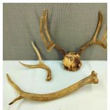 Elk and Deer Antlers