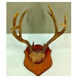 Mounted Deer Antlers