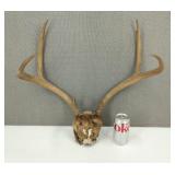Four Point Deer Antlers