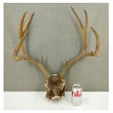 5 Point Deer Antlers