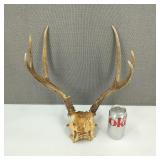 3-4? Point Deer Antler