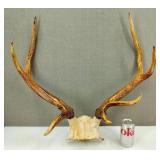 4 Point Elk Antlers