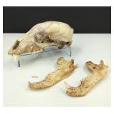 Natural Bear Skull and Jaws