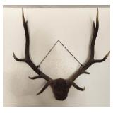 Elk 5x5 Antler Rack