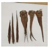 Ringneck Pheasant Tail Feather Clumps, Apx