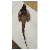 RingNeck Pheasant Pelt 36'L