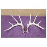 4pt Whitetail Rack With Eyeguards