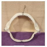 12' Preserved Shark Jaw