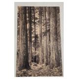 Redwood Forest Print 9.5ï¿½15