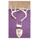 Set of Spike & 3pt Antlers, Small Deer Mount