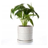 Ceramic Plant Pots 8-Inch with Drainage Saucer