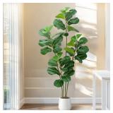 Fiddle Leaf Fig Tree with White Planter, 6ft