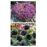 Exotic Roses and Creeping Thyme seed packets